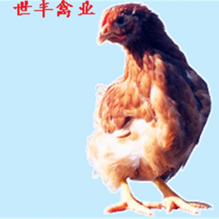 海兰褐蛋鸡苗 海兰灰青年鸡 罗曼粉育成鸡苗 京红脱温鸡的价格