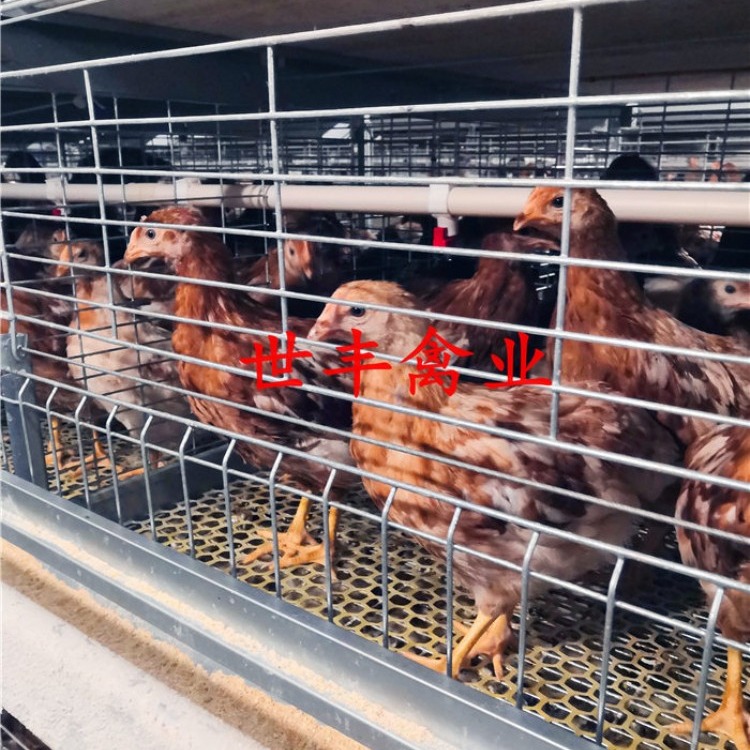 海兰灰青年鸡哪里的好 罗曼褐蛋鸡育成鸡养殖场 京红京粉脱温鸡厂家