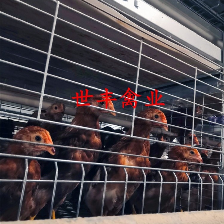 青年鸡哪里的好 海兰褐蛋鸡脱温鸡 罗曼粉蛋鸡育成鸡 京红后备鸡养殖场