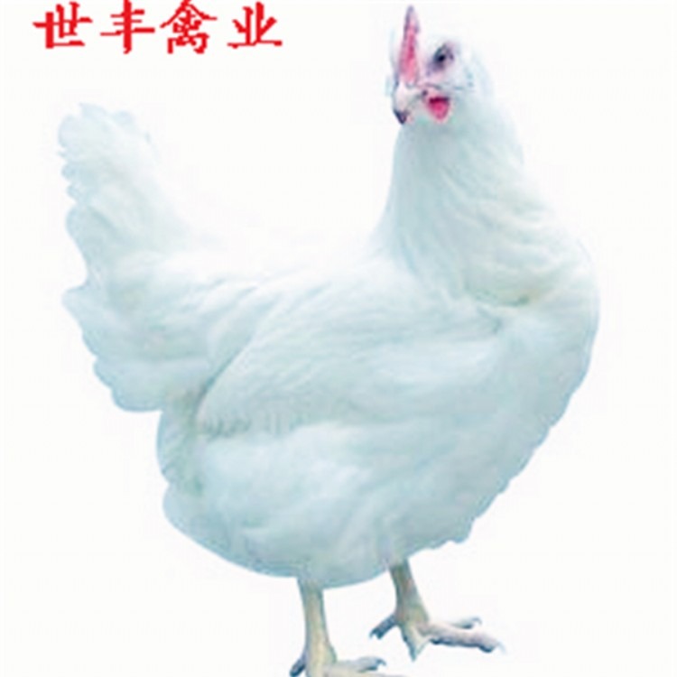海兰褐后备鸡价格 罗曼灰后备鸡养殖场 京粉京红后备鸡