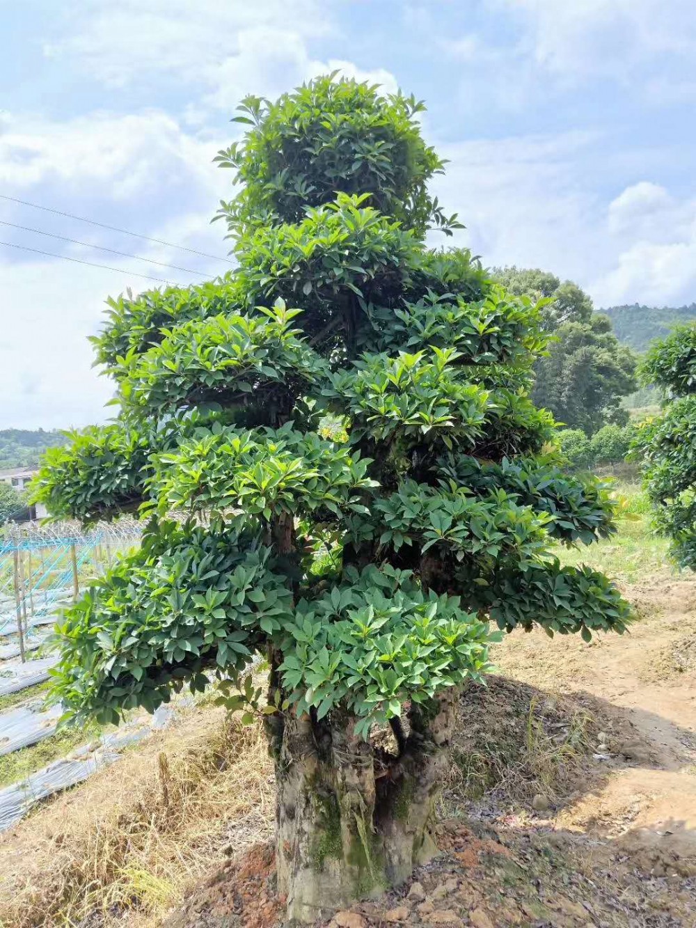 全国销售造型椤木石楠椤木石楠精品椤木石楠