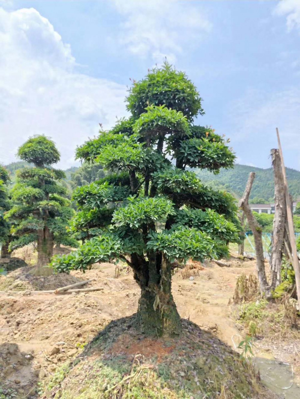 全国销售造型椤木石楠_椤木石楠柱_精品椤木石楠|价格|厂家|多少钱