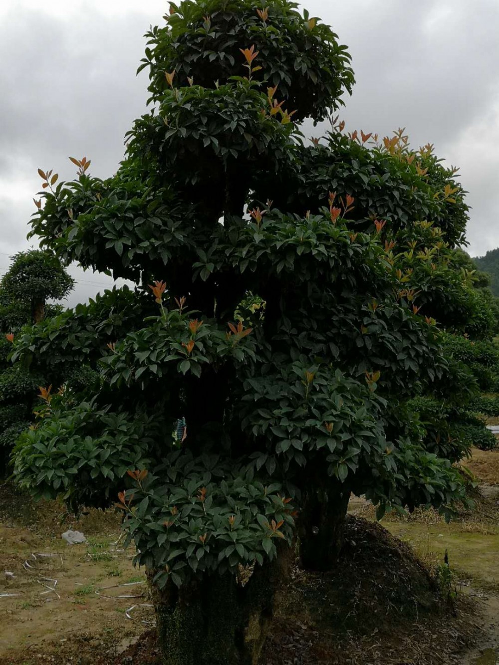 湖南基地直销椤木石楠树