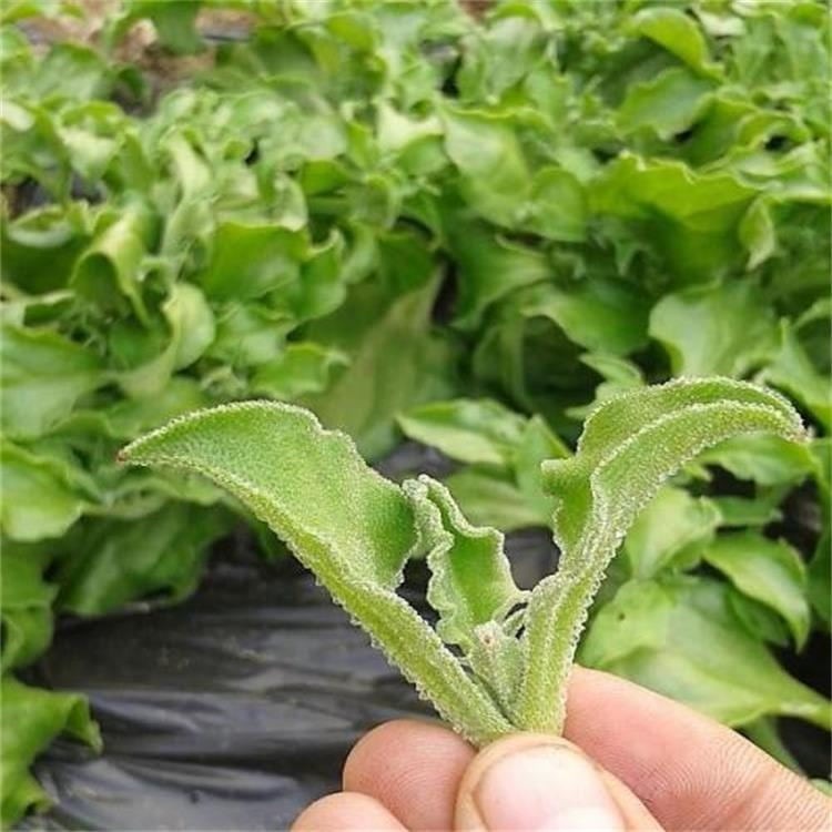 冰草種子批發 冰草種子包郵 冰菜種籽冰草新鮮蔬菜種子冰草菜冰菜蔬菜