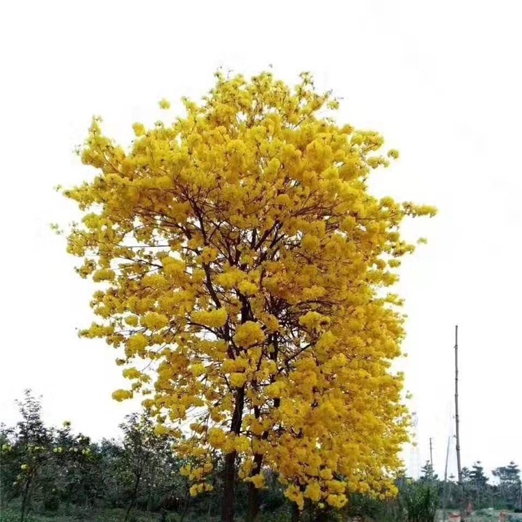 江西黃花風鈴木報價黃花風鈴木假植苗價格黃花風鈴木批發