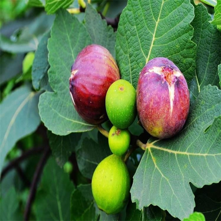 無花果苗甜度高豐產穩豐波姬紅無花果苗基地品種純正無花果苗規格齊全