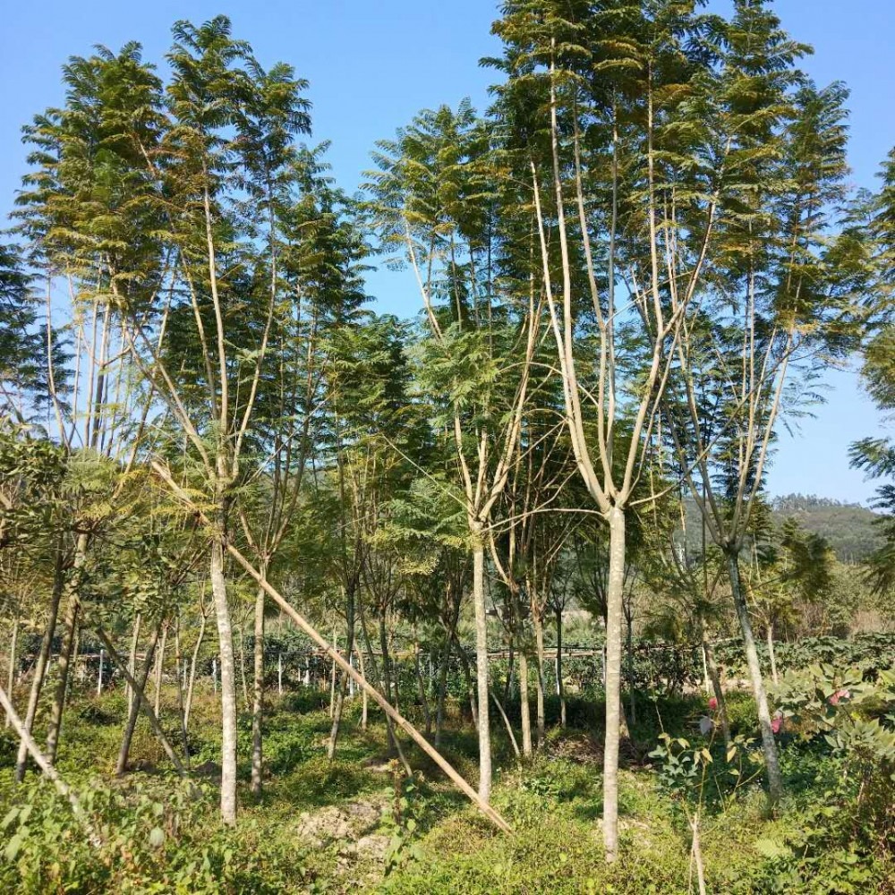 蓝花楹价格(蓝花楹价格表)