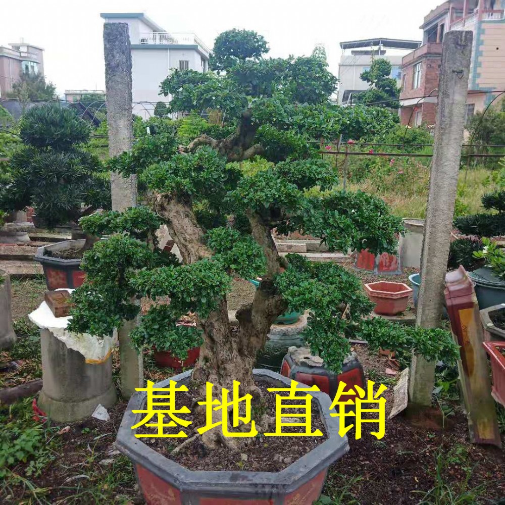 福建茶盆景批发福建茶直销造型福建茶