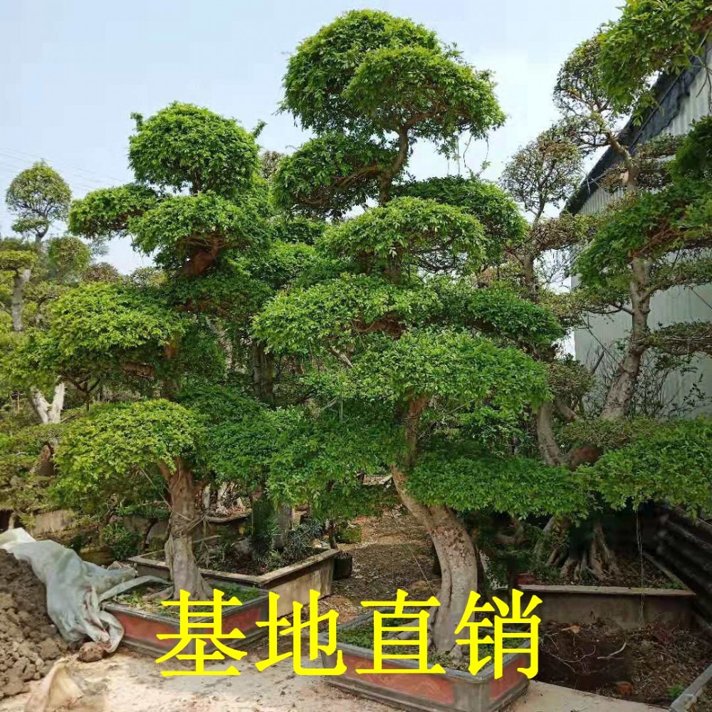 福建榆樹盆景批發造型榆樹產地價格榆樹老樁