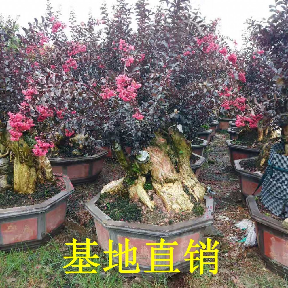 福建紫薇老桩批发紫薇老桩产地价格紫薇盆景