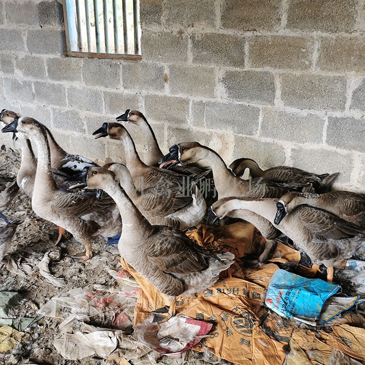 新疆阿克苏地区鸡苗附近厂家 日阳大鸡苗基地 乌骨鸡苗报价