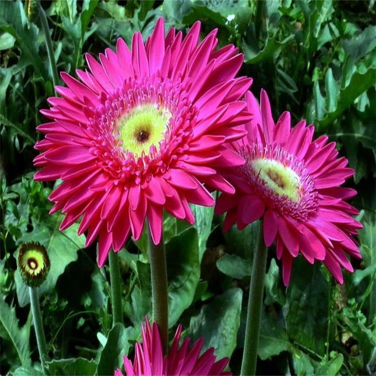 批发扶郎花非洲菊种子非洲菊苗非洲菊